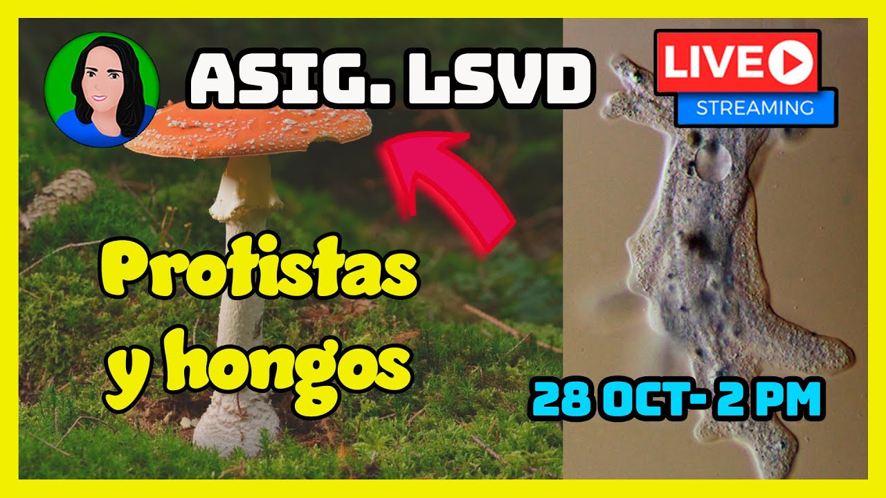 🔴 10 Protistas y hongos | Características | SERES VIVOS | 2020 - Clase en vivo | Biología