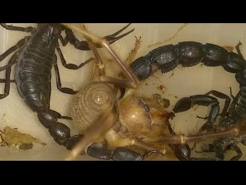 فيديو: حشرات القراصنة في الحدائق: نصائح حول العثور على حوريات وبيض حشرات قرصان دقيقة