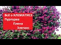 О клематисе Пурпуреа Плена Элеганс.     Clematis 'Purpurea Plena Elegans'