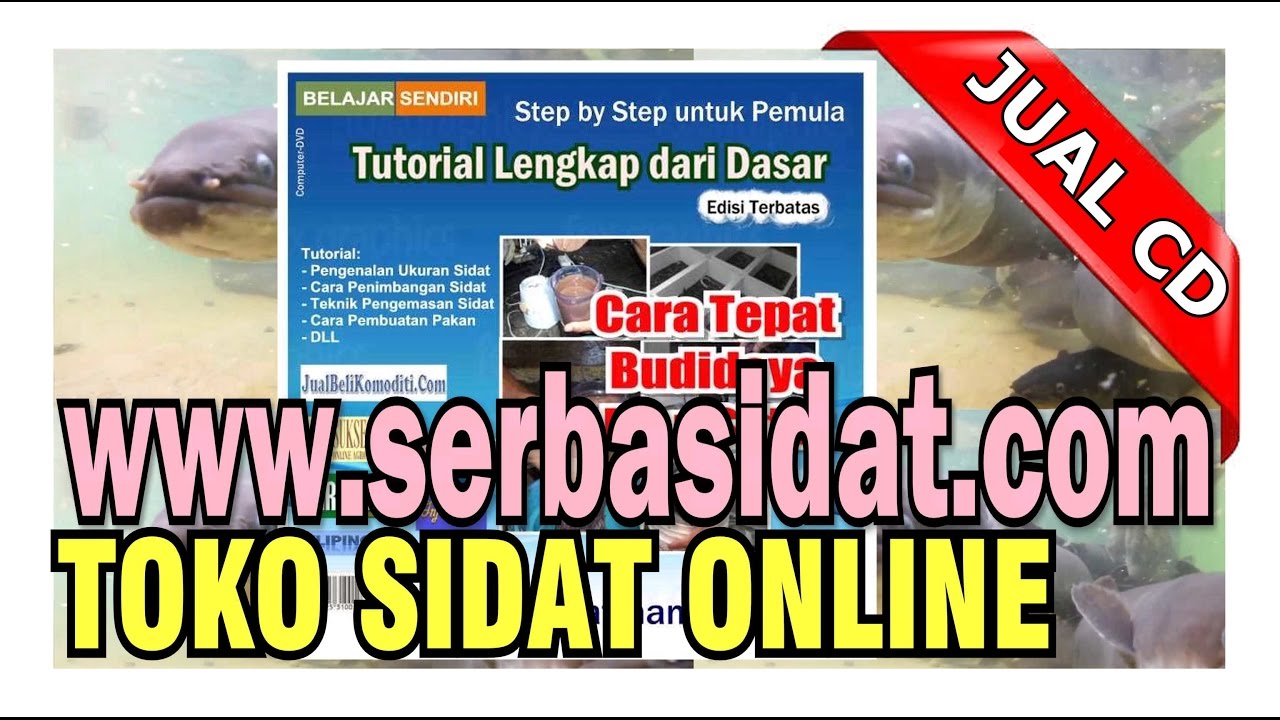 Cara Tepat Budidaya Ikan Sidat (Tutorial) 