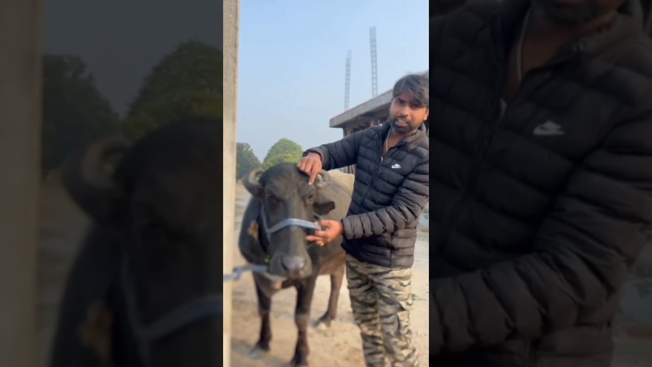 R2L💕 भैंस नहीं नोट छपने की मशीन है😂🤣 