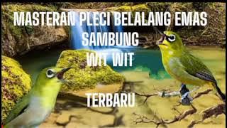 MASTERAN PLECI BELALANG EMAS SAMBUNG WIT WIT WIT TERBARU
