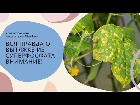 Чем ест растение в почве?