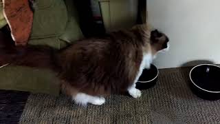 Introducing Goggles, the seal point Ragdoll by johansonCats 1,700 views 6 years ago 2 minutes, 39 seconds