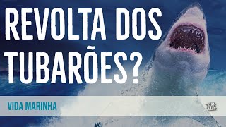 O que está acontecendo com os tubarões no Brasil?