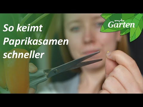 Video: Keimende Paprikasamen: Wie man Paprikasamen anbaut