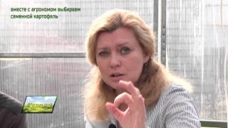 Программа "Удача на даче": агроном помогает выбирать семенной картофель Программа "Удача на даче": агроном помогает выбирать семенной картофель