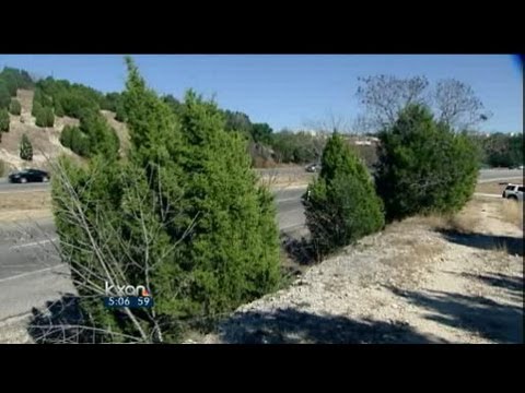 Cedar fever season settling in 