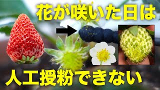 【家庭菜園のいちご】人工授粉のやり方とコツ、受粉の注意点をプロが解説