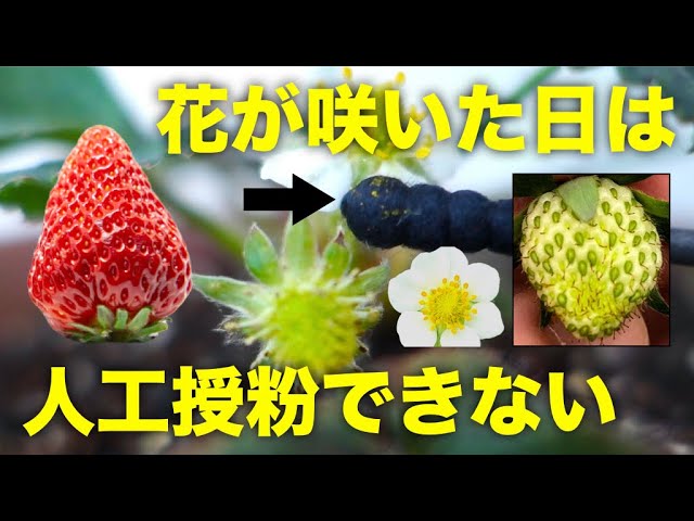 家庭菜園のいちご 人工授粉のやり方とコツ 受粉の注意点をプロが解説 Youtube