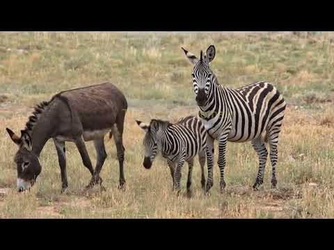 What Is A Zebra Crossed With A Donkey Called