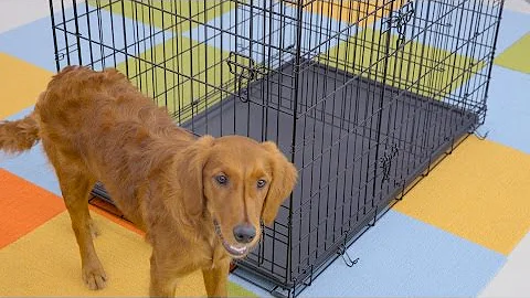 How to Crate Train Your Puppy | Chewy