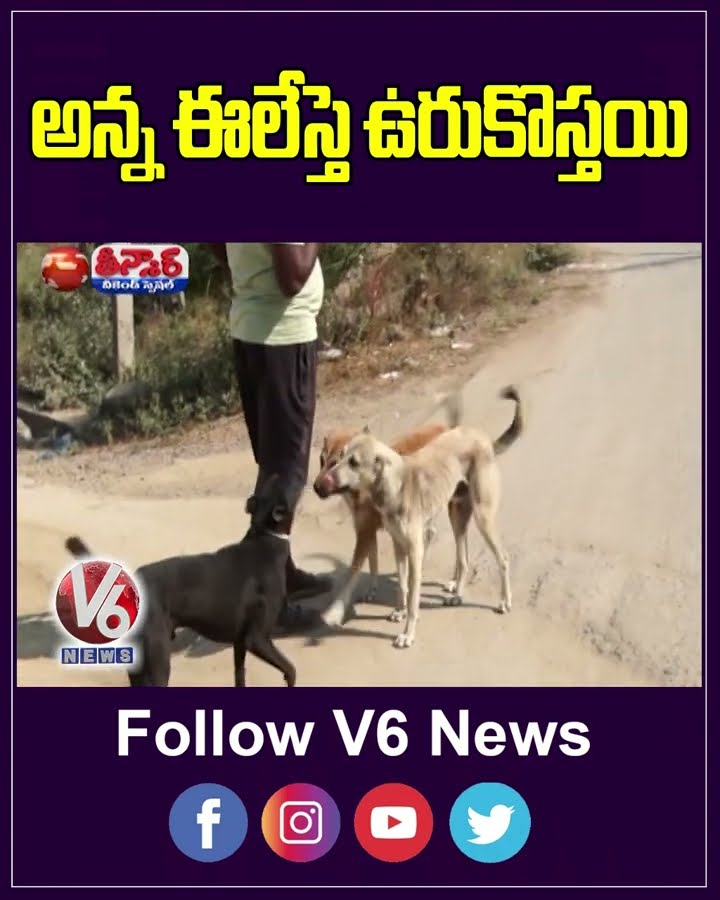 This Man Control Street Dogs With whistle  Street Dogs Turned Guardians For Goat Herd | V6 Teenmaar