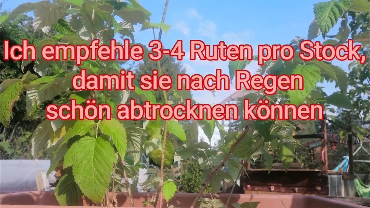 Himbeer schneiden und vermehren YouTube