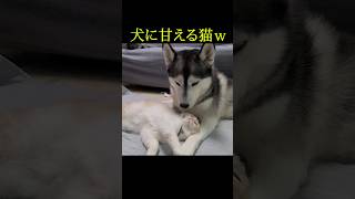 犬に甘える猫...笑#shorts