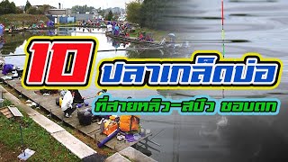 10 ปลาเกล็ดบ่อ | ที่สายหลิว สปิ๋วชอบตก