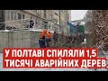 У Полтаві спиляли 1,5 тисячі аварійних дерев, а залишилося ще понад 2 тисячі