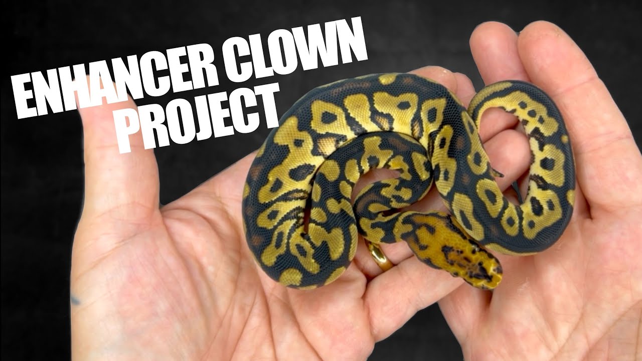 Spotnose Yellowbelly Redstripe Enhancer Clown clutch update!! 