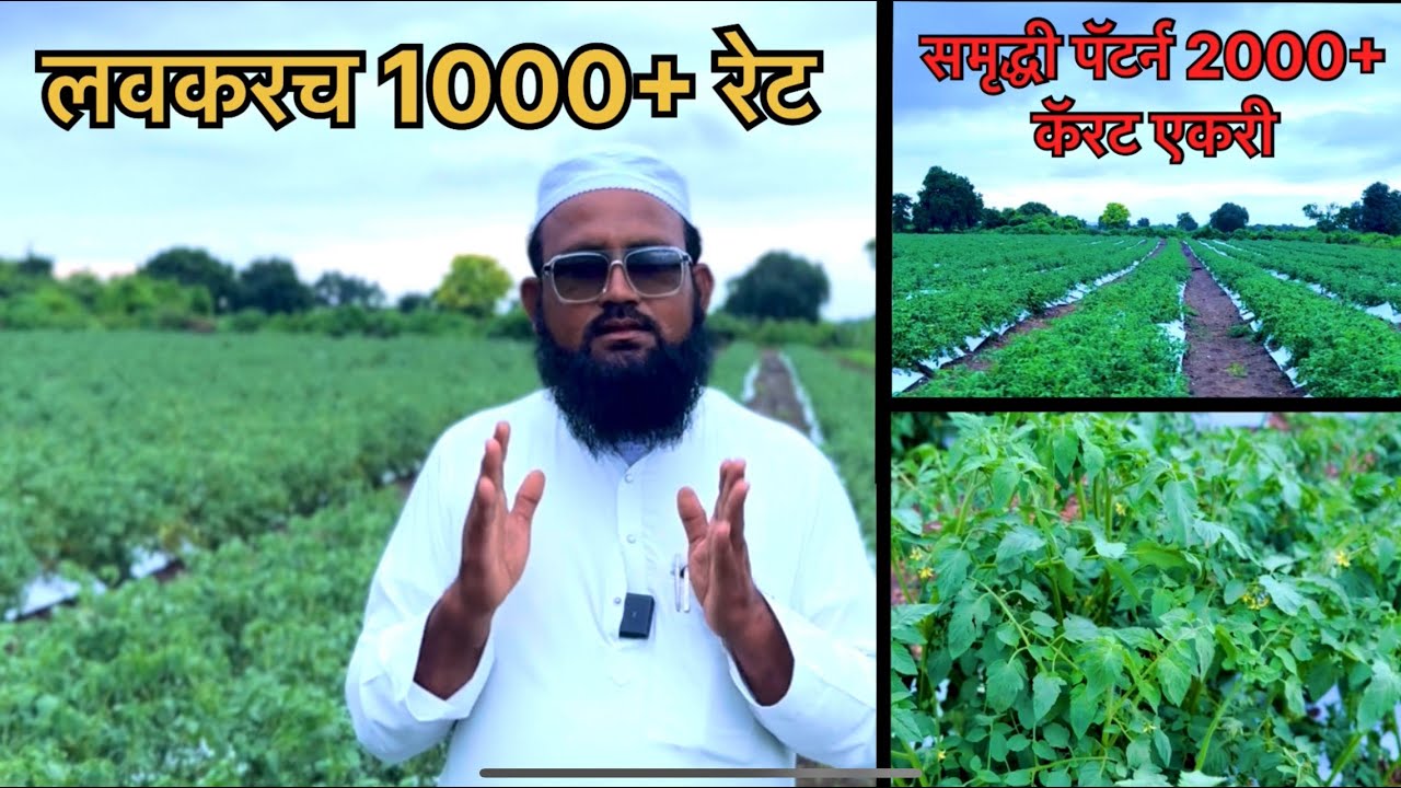 समृद्धी पॅटर्न फायदे | एकरी 2000++ कॅरट | लवकरच 1000 कॅरट रेट होणार | Samruddhi Agro Farmer 