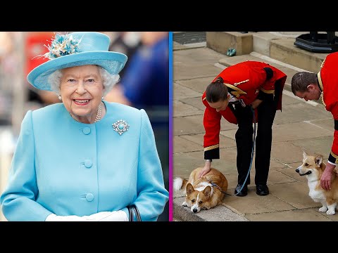 Queen elizabeth's corgis are aware of her death, dog trainer says (exclusive)