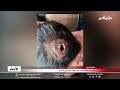 سحب يد معلم ثقب رأس طالب بخاتم في الدجيل سحب يد معلم ثقب رأس طالب بخاتم في الدجيل