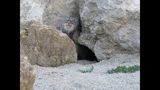 Любопытный Манул / Палласов Кот