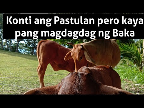 Video: Paano Magpalahi Ng Mga Baka