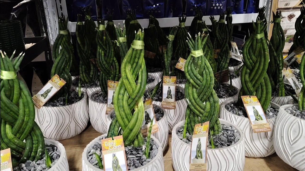 Находки растений в Costco и Trader Joe's