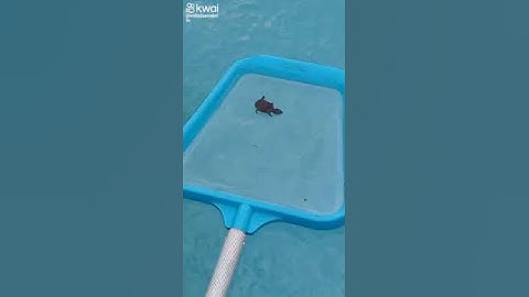 Achamos Uma Tartaruga Na Piscina 💖
