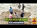 400 Dogs Killed And Buried Along The Seashore Near Marakkanam - Thanthi TV 