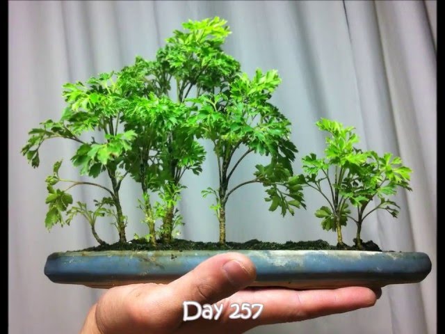 Singapore LimSan's Polyscias Bonsai 'Garden' - YouTube