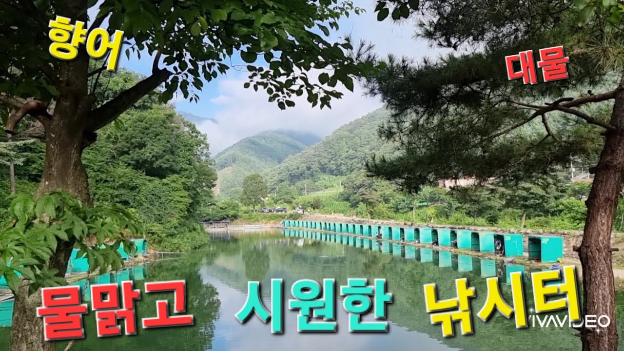물맑고 시원한 향어 대물 유료 낚시터 잡이터 피서낚시 방류 타임