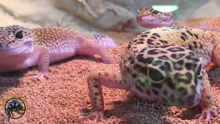 Where do Reptiles Sleep? 🐍💤 A Guide to Our Hides!