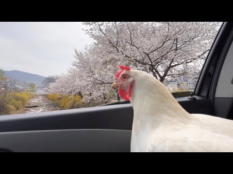 나 지금 계춘기야