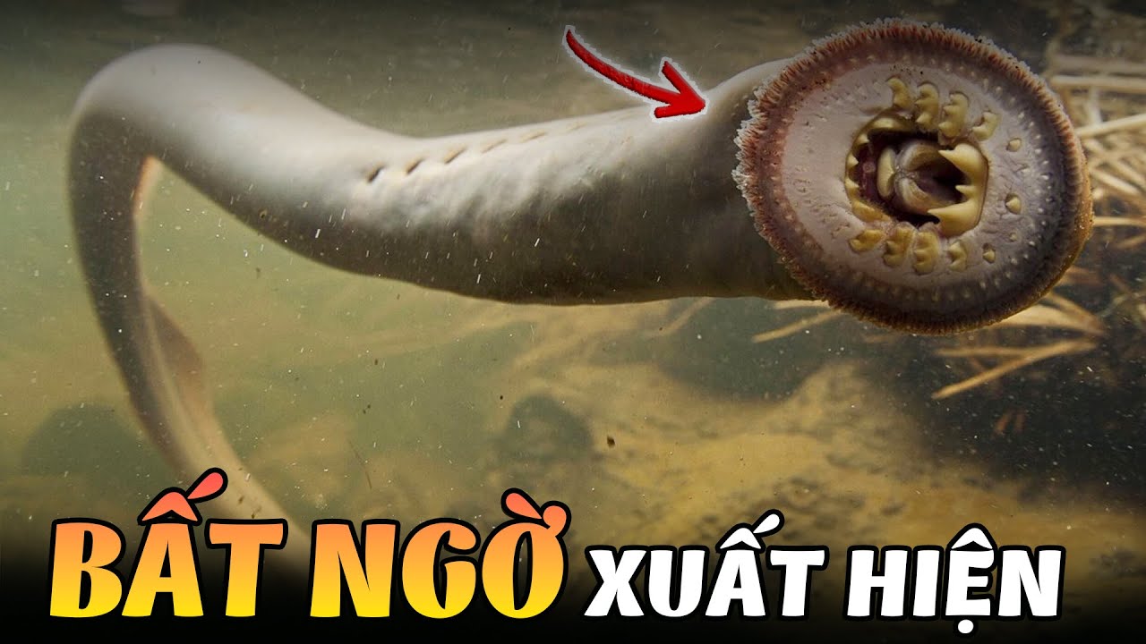 7 Thứ Bí Ẩn Và Kỳ Lạ Dưới Lòng Sông Những Phát Hiện Khiến Con Người Phải Suy Ngẫm| Vẻ Đẹp Việt Nam