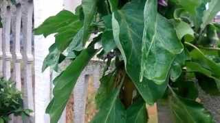 Albero delle melanzane realizzato con solanum chrysotrichum