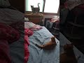 내가 사랑하는 냥이 i love cat korwan