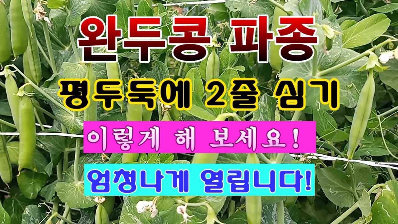 [텃밭농부 2,163]  완두콩 파종. 평두둑에 2줄 점파종! #완두콩재배