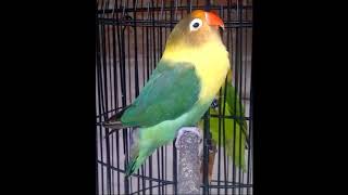 Pancingan lovebird ngetik panjang merangsang lovebird ngekek