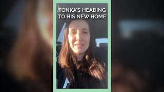 Tonka's Heading to His New Home #shorts