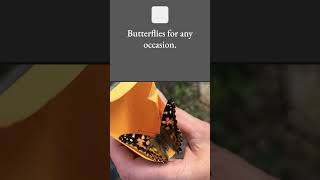 Butterfly Release #butterflyreleasecompany