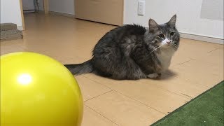 大きなボールに戸惑う猫 ノルウェージャンフォレストキャットcat is perplexed by a big ball.Norwegian Forest Cat.