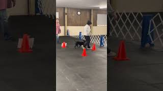 Advanced AKC Rally Practice