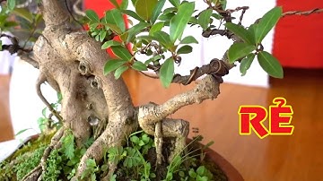 Nhiều cây đẹp hàng hot giá rẻ - cheap and beautiful bonsai trees