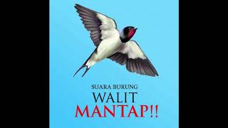 SUARA PANGGIL BURUNG WALET ASLI 2020!!SWIFTLET SOUND