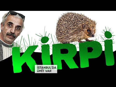 Video: Arama kurtarma gemileri