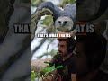 Joe Rogan &amp; Paul Rosolie Explore the Harpy Eagle: A Monstrous Predator #jre #shorts