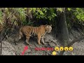 Sundarban national park  tour  the world haritage nature  unique vlogs 99