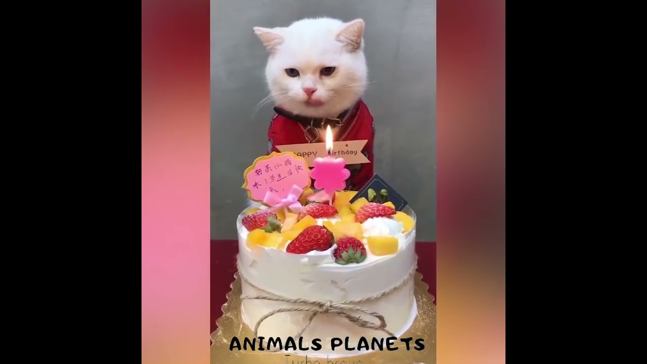 Best Funny Animal Videos OF The 2022- Funniest Cats And Dogs Videos🐈🐕