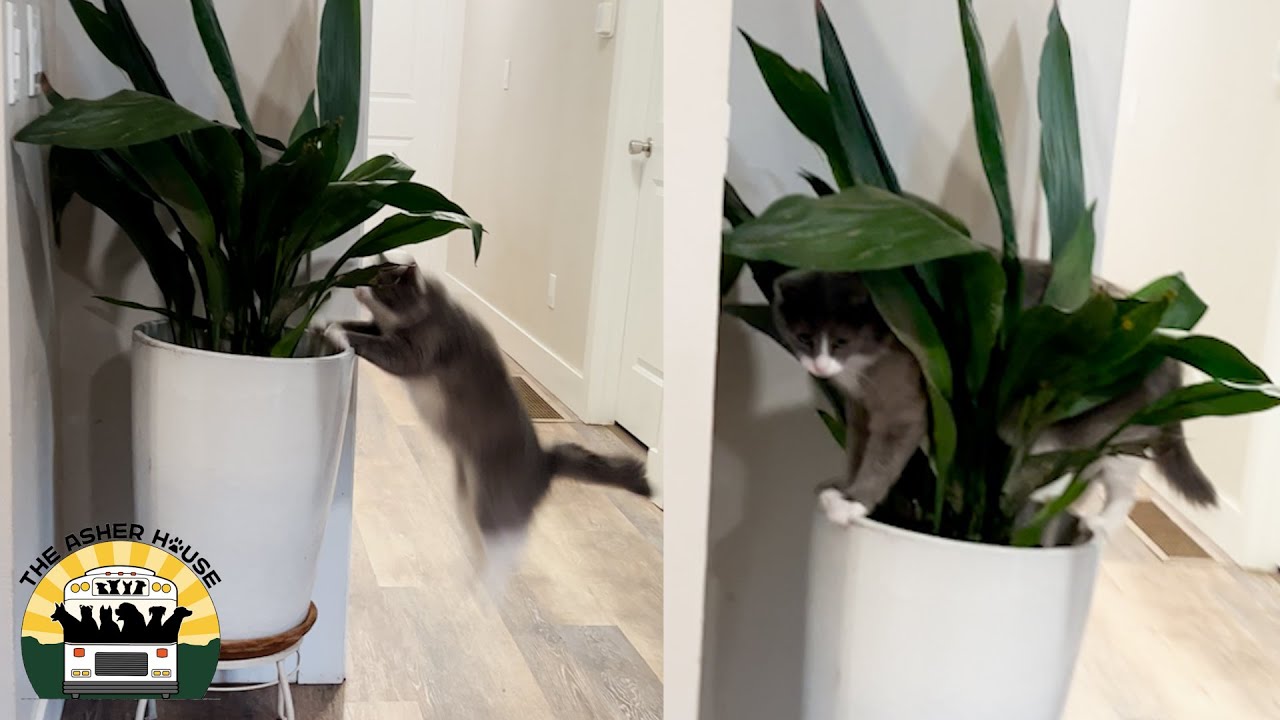 The Cats Have Taken Over The Asher House YouTube